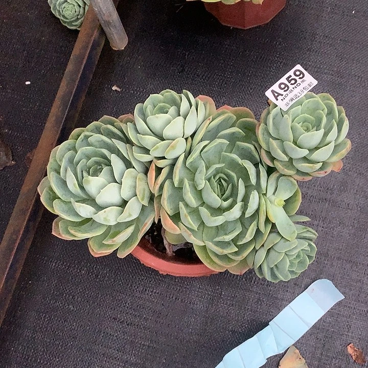 白凤杂 全场8折 需要延迟发货