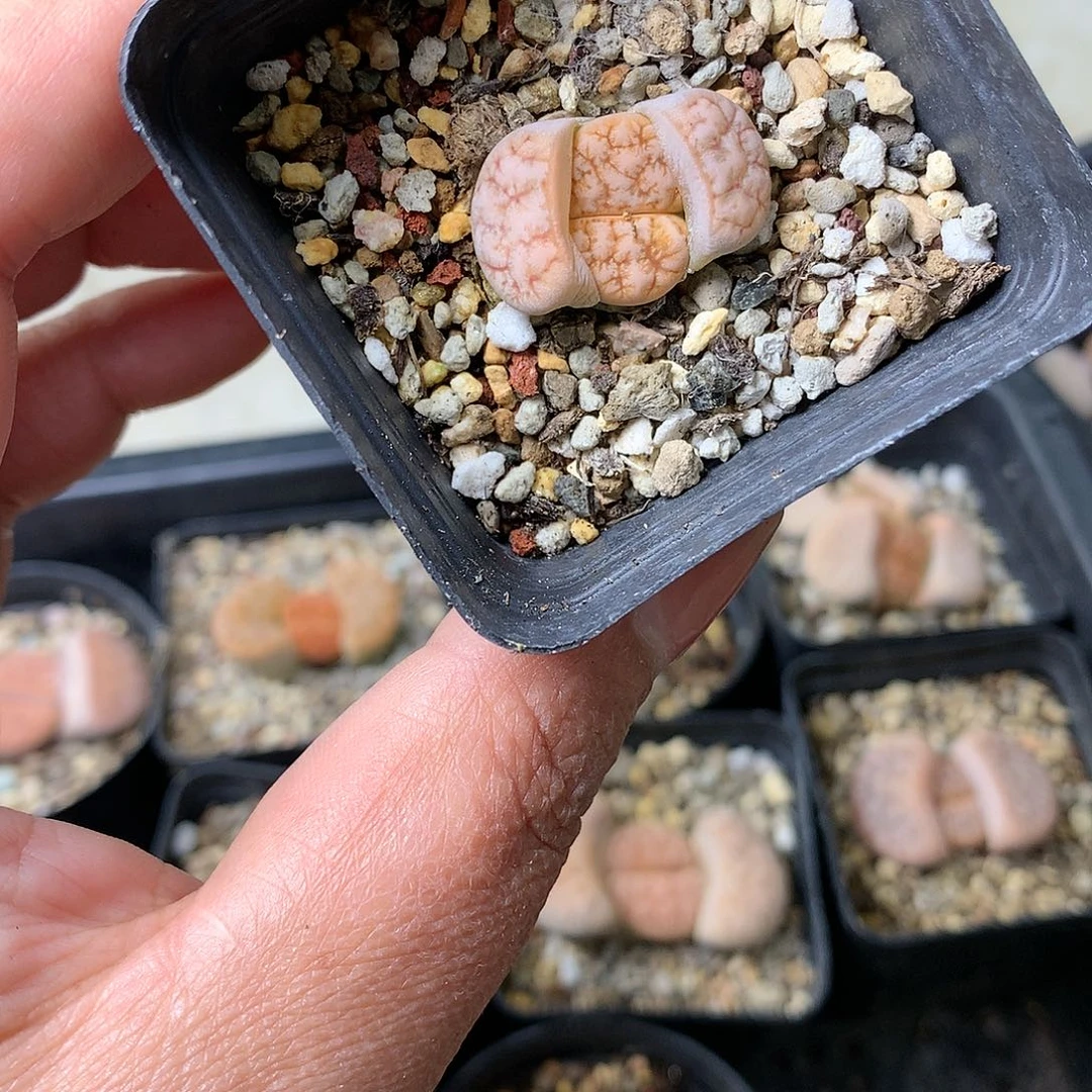 G11多肉植物保护研究所