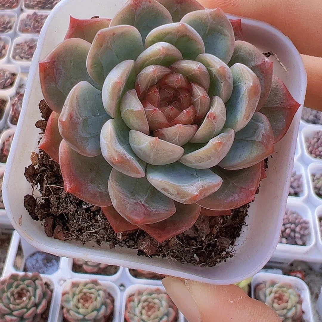 葡萄珍妮19包邮多肉