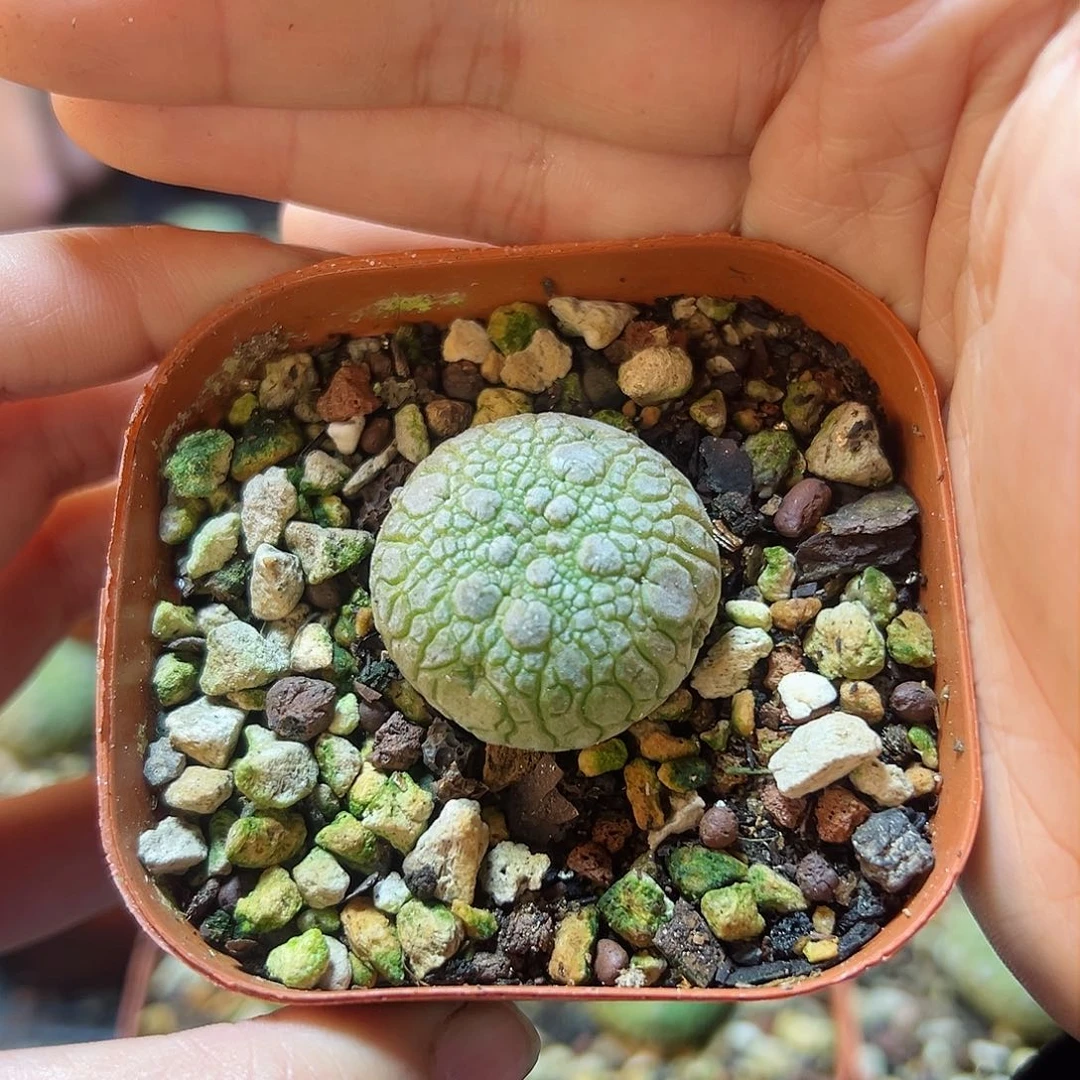 实生凝蹄玉2.5公分带盆