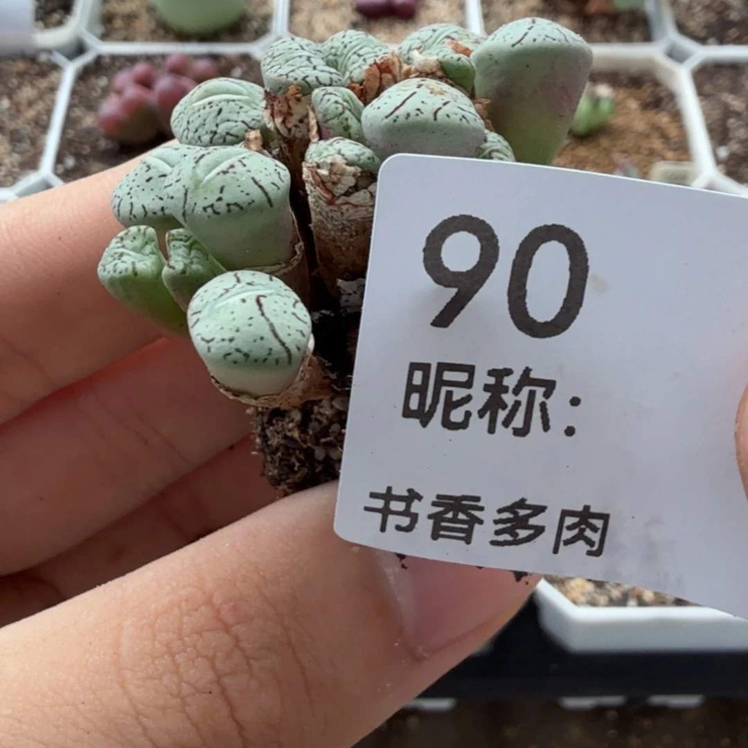 多肉植物。