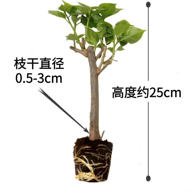 （福袋）三角梅随机品种无售后