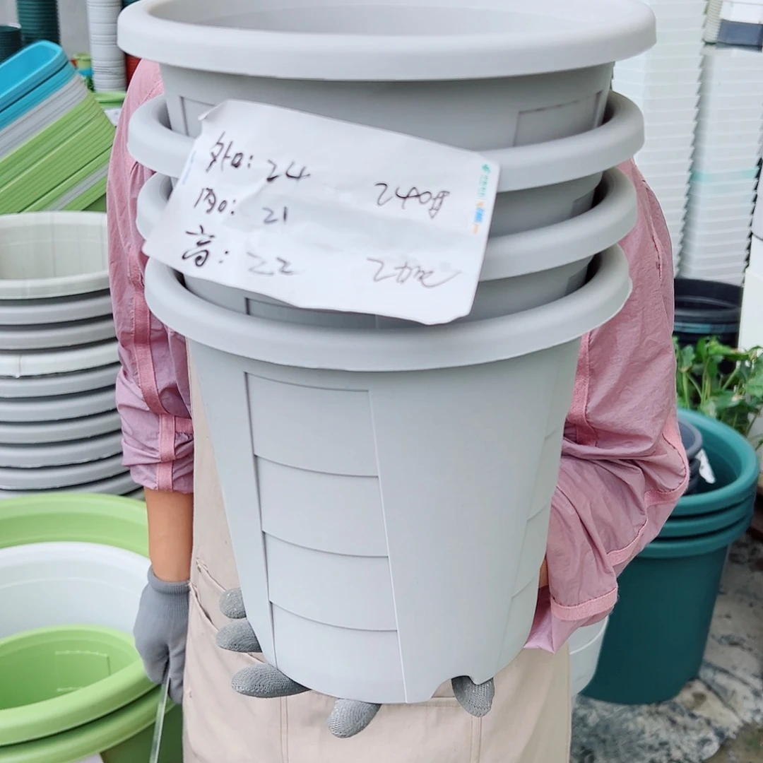 玫瑰240#灰白色5个无托