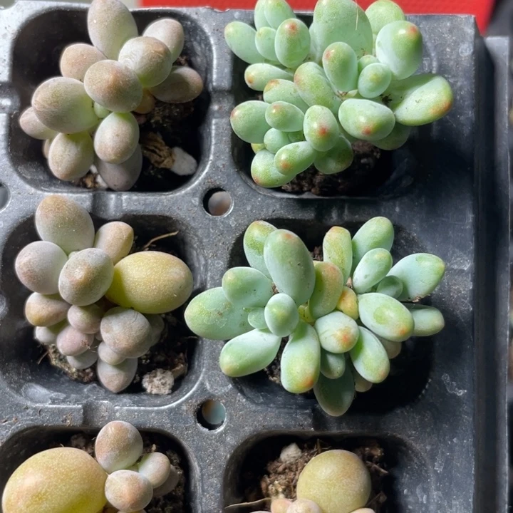 苹果奶裙白兰地体发2颗满18包邮