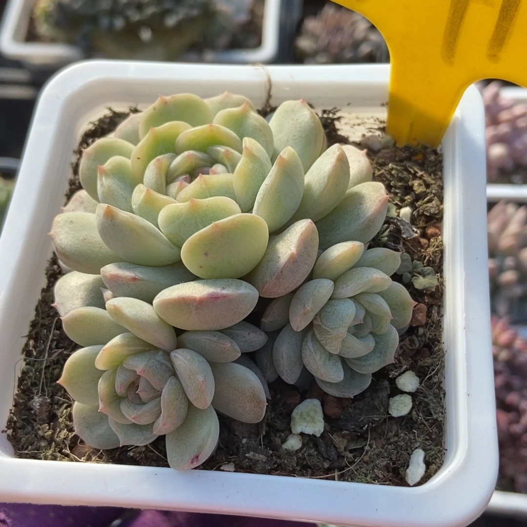 541白恋多肉植物多肉