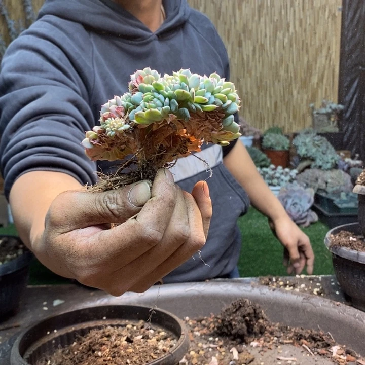 *****482号白胖子多肉植物