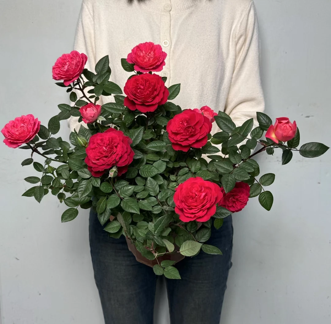 月季阿波罗盆栽绿植阳台窗台庭院带花苞基地直发