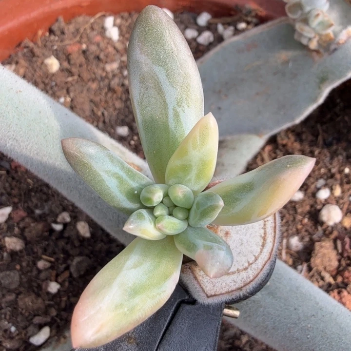 彩锦美人锦花脸锦一颗