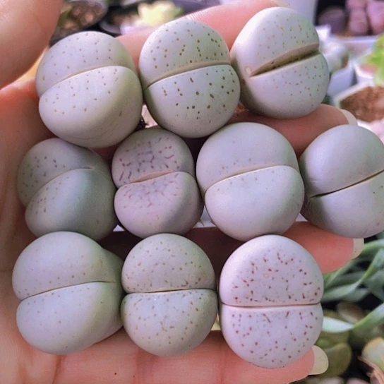 无花朵1068，2.5厘米左右如图