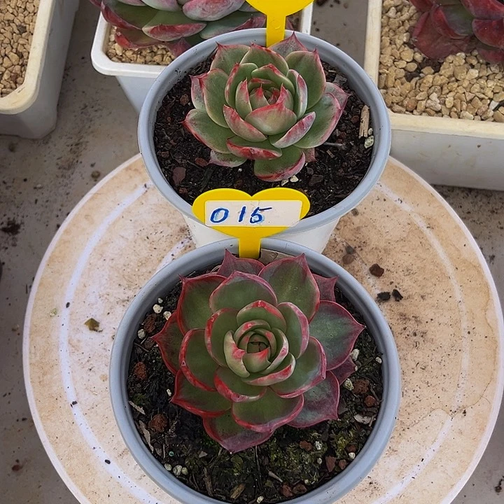 惊鸿仙子多肉两棵15.54