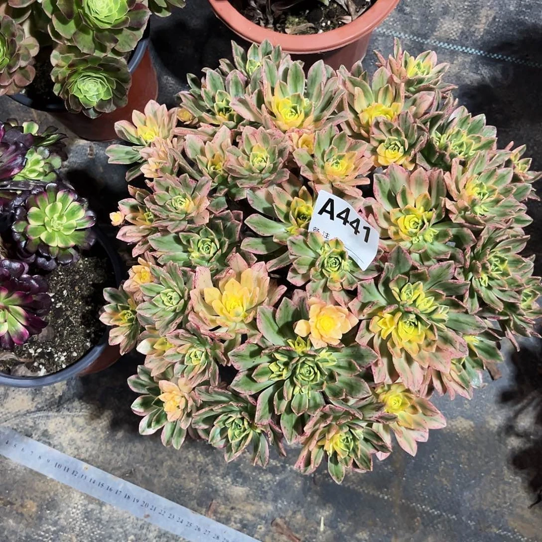 多肉植物甜茶锦441多肉