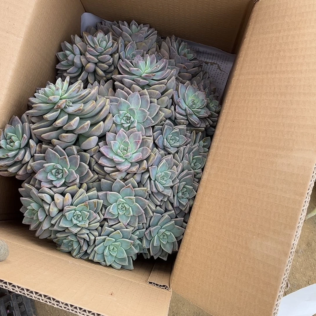 是***呀48号淡雪断枝断头