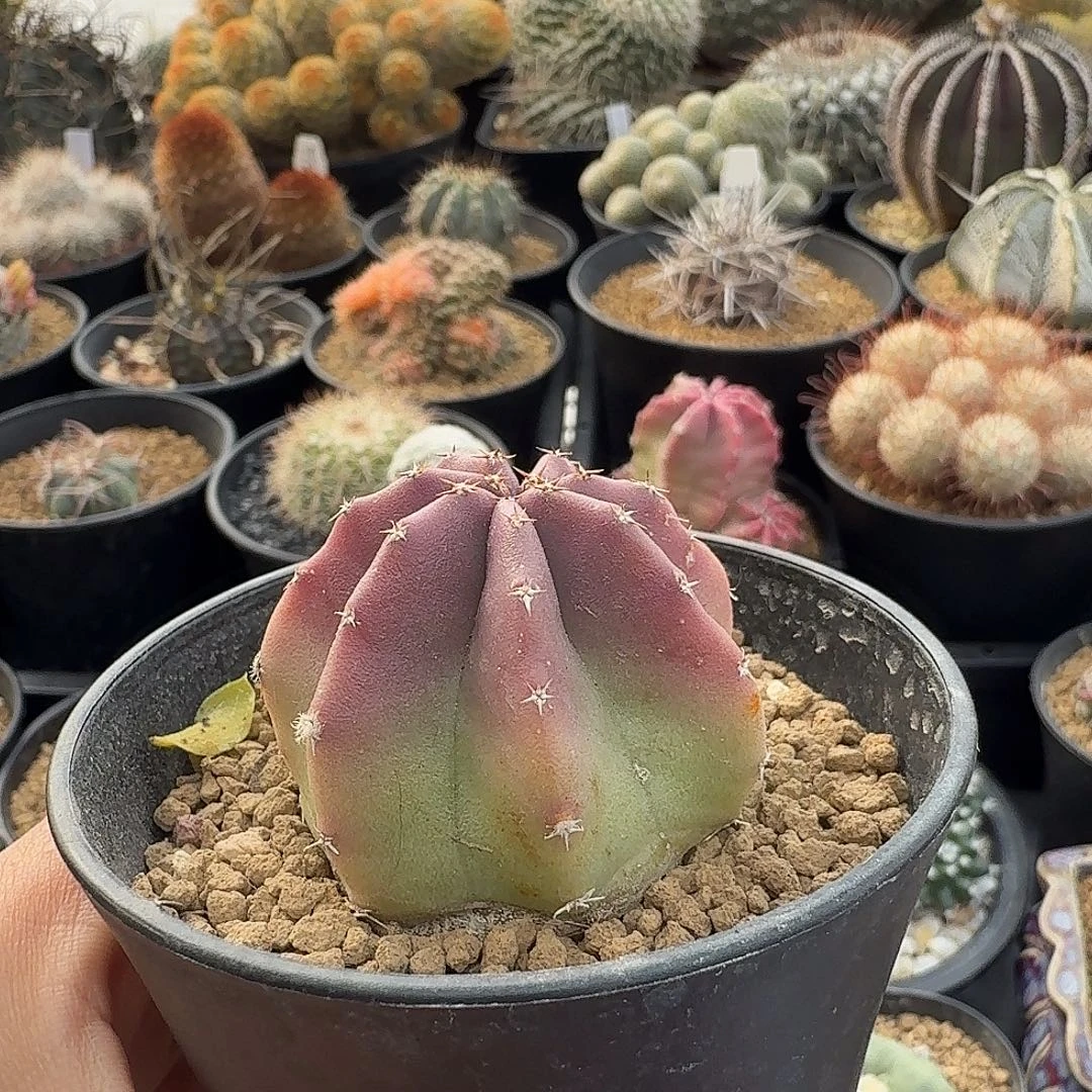 猫***咖实生果冻虾脱土发货