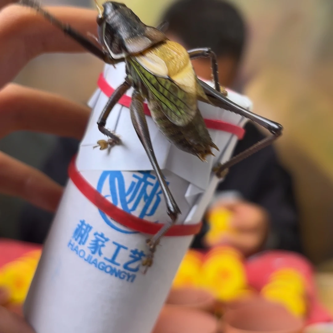 梵***香蝈蝈蝈蝈福福价格