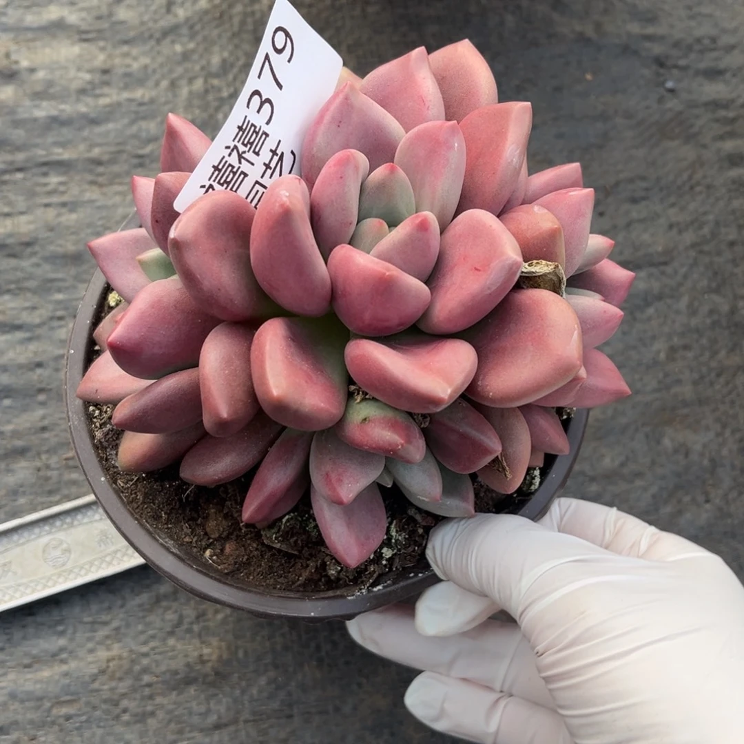 379圆叶桃花源多肉植物～
