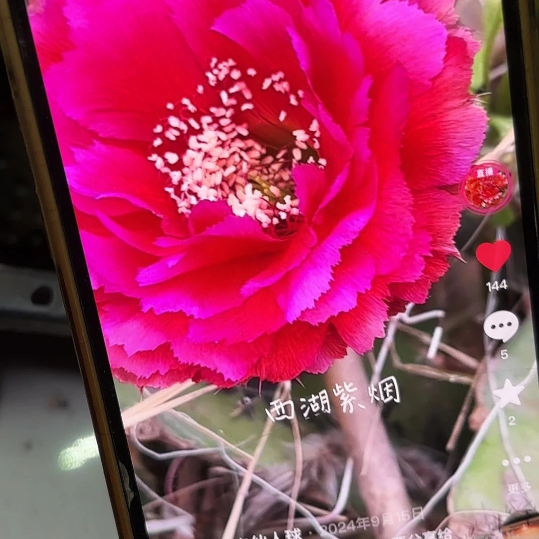 紫烟彩侧牙20包邮27