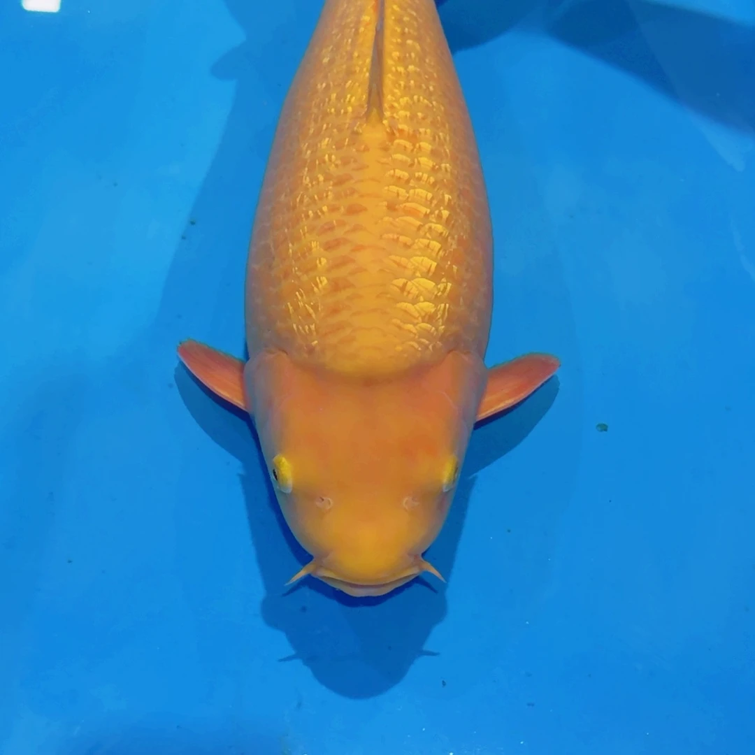 海水鱼佛山兴隆锦鲤