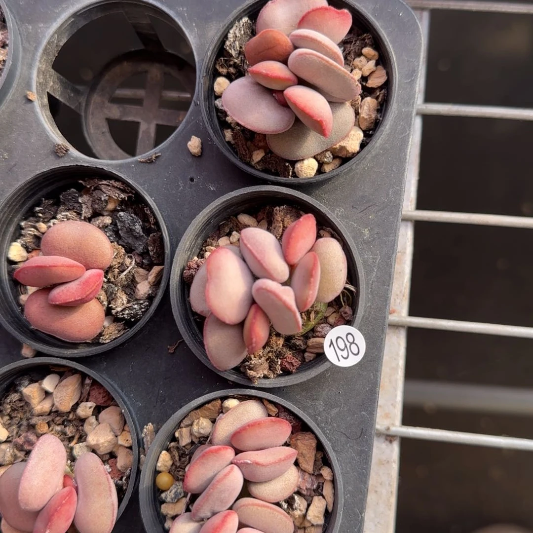 ?*风白肌红蛋多肉水泡198