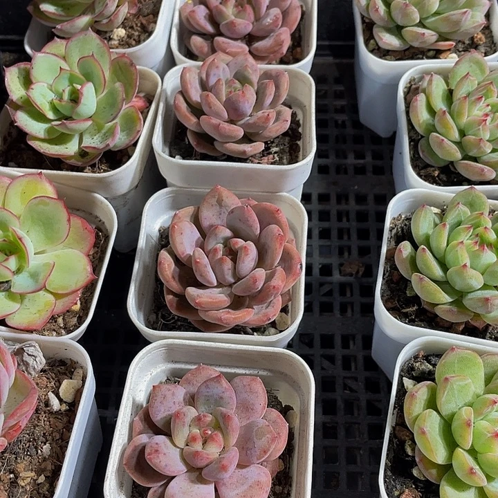 爱丽儿带哦土发过