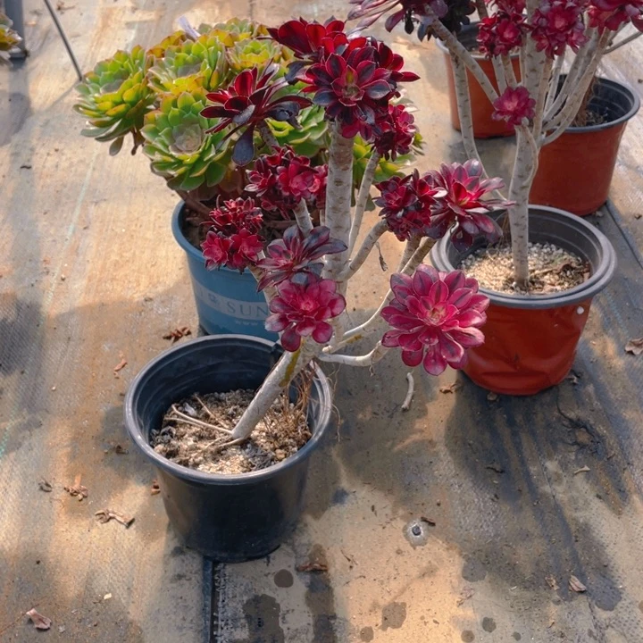 199香有砍偏法师多肉断枝不售后