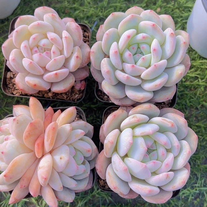 健健康康平平安安