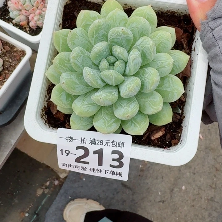 百达翡翠城多多肉植物多肉多