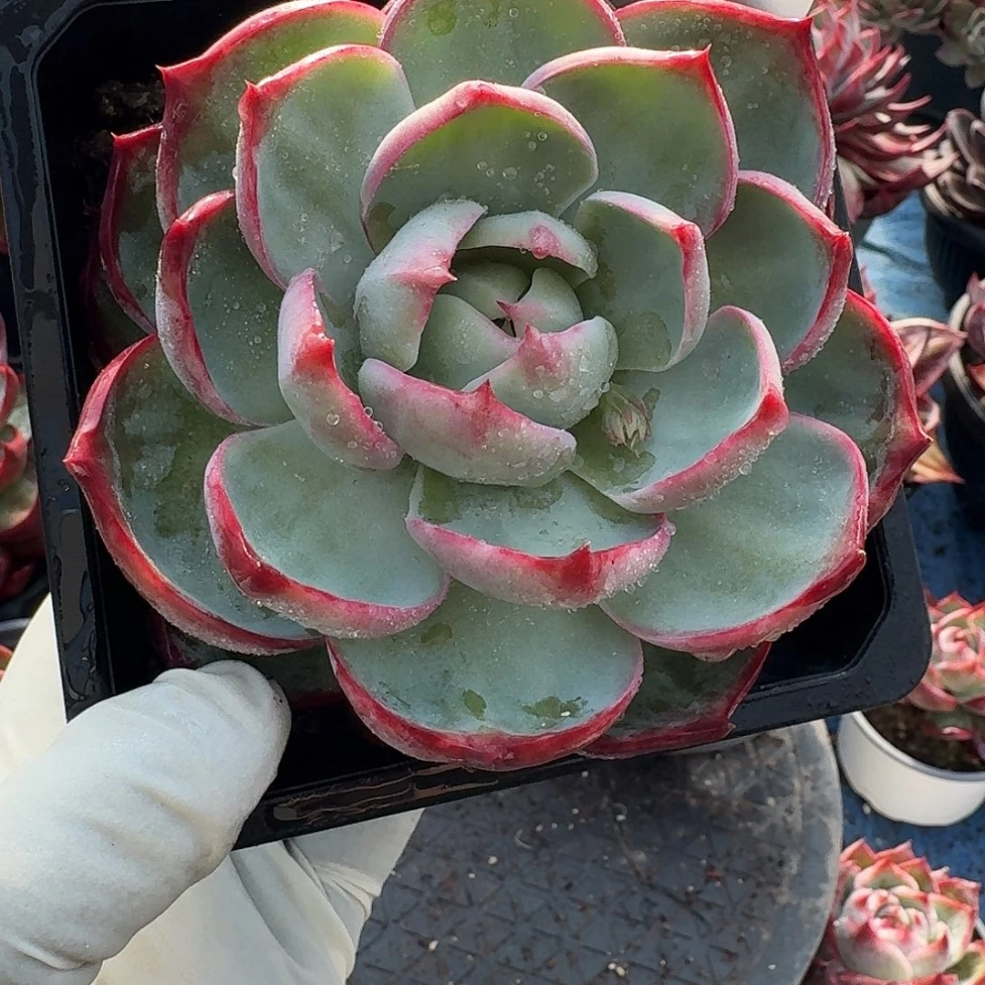 惊鸿惊鸿惊鸿 424..........