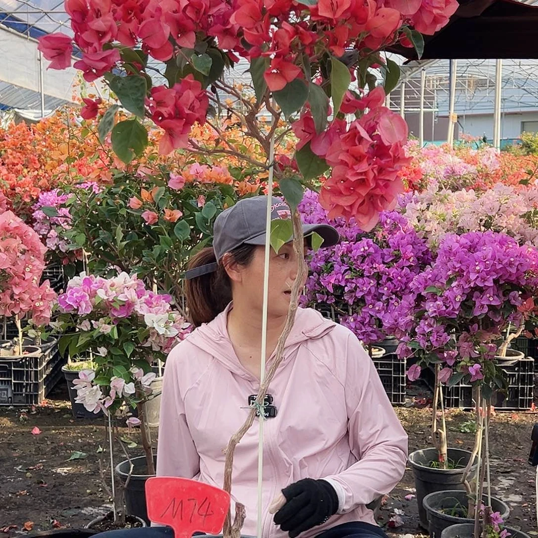 朵***妈大部分花苞少量开放M74不甜