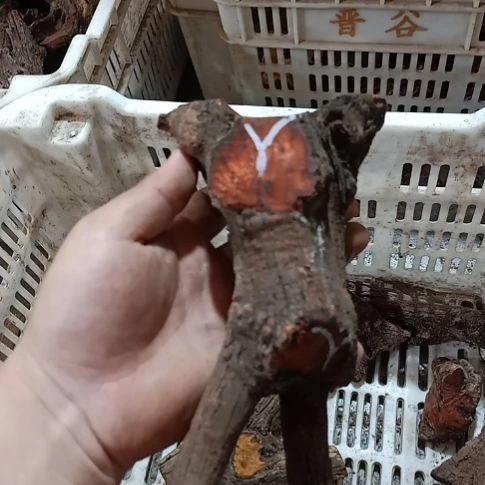 淡***尘大果紫檀（缅甸花梨）