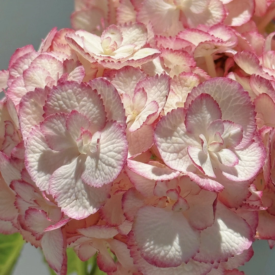 【安吉莉卡】绣球花盆栽花卉庭院阳台新手易养护喜水植物