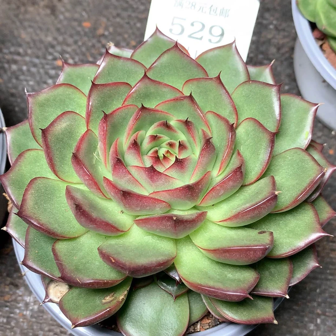 【闪购商品】云529号