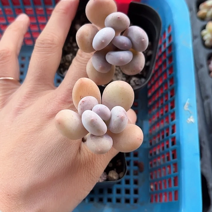 ^****。zbznxvxvxbxbb213