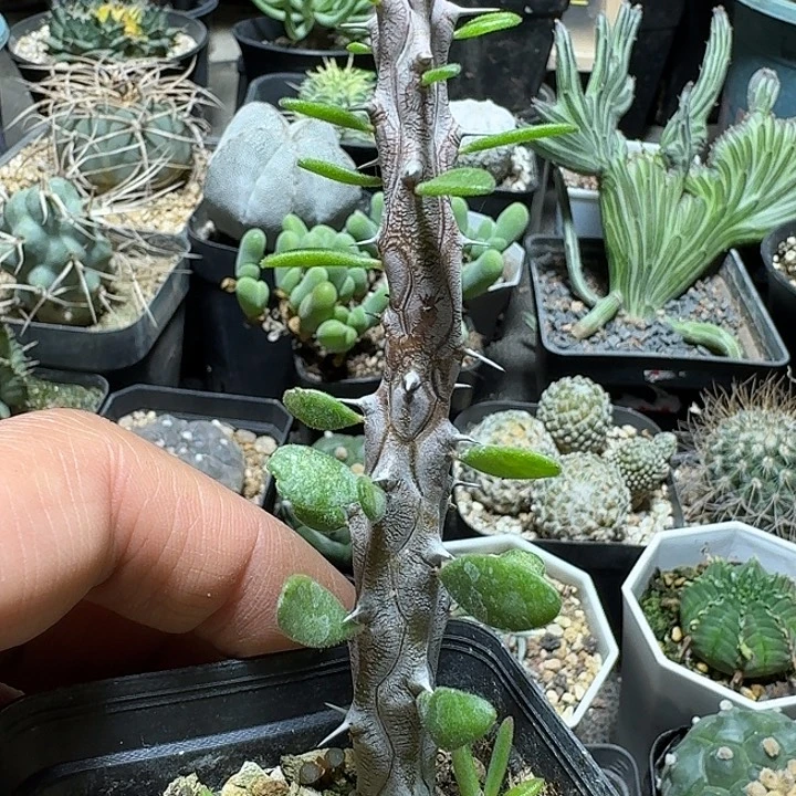 646亚龙木脱土发货