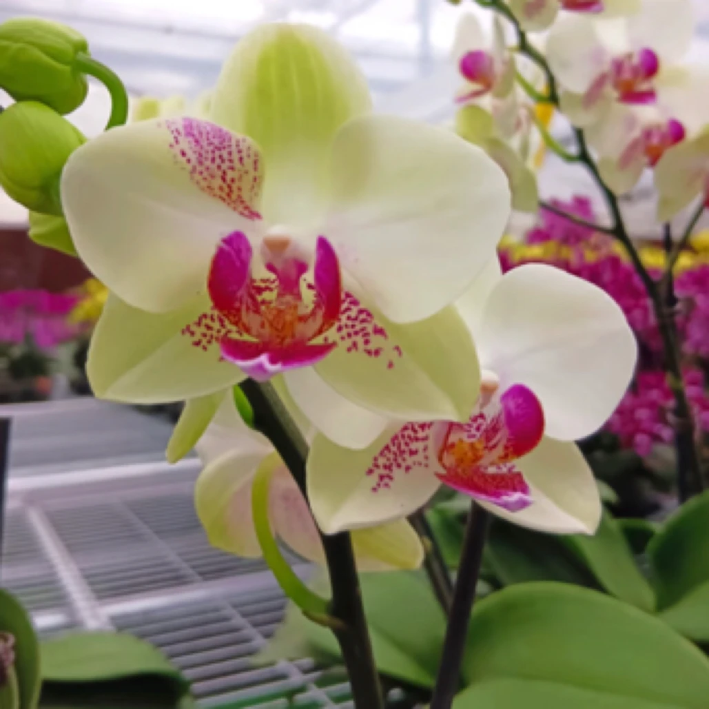 福喜 【绿熊】3.5杯 蝴蝶兰 单双混发 基地直发