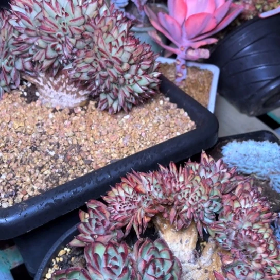 海*源多肉植物的植物