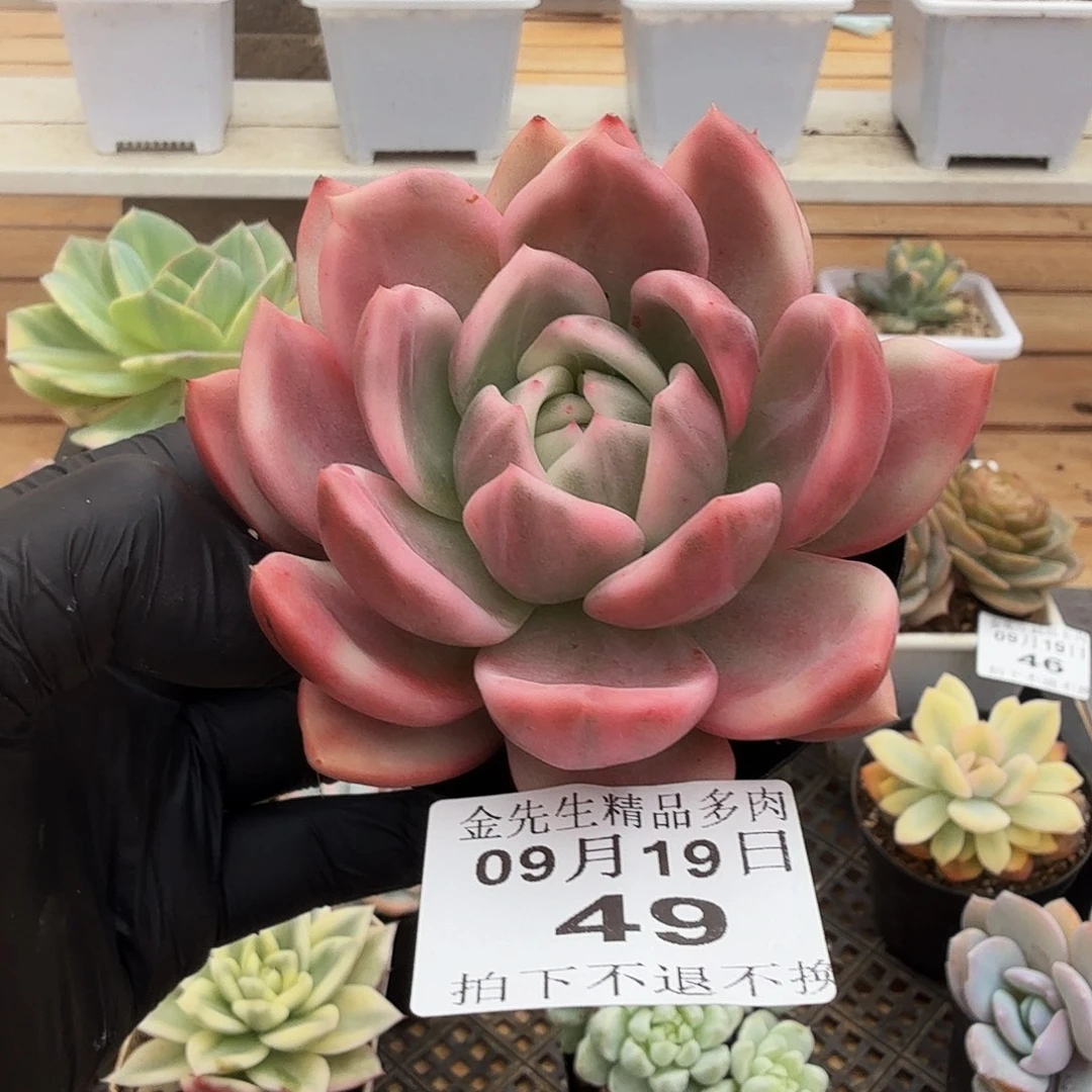 0919-49香槟锦单头