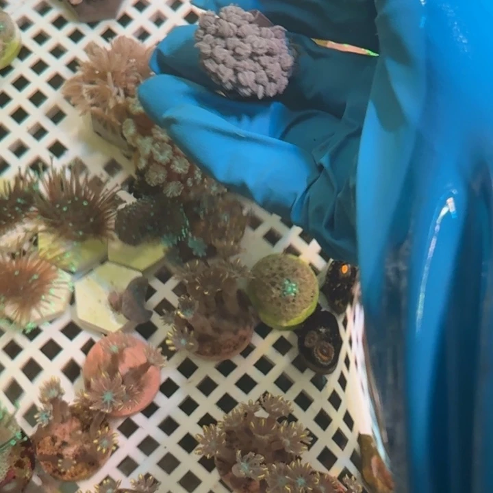 飞***流奶嘴海葵千手1111111