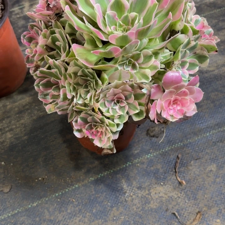 瑞妈多肉园艺598布