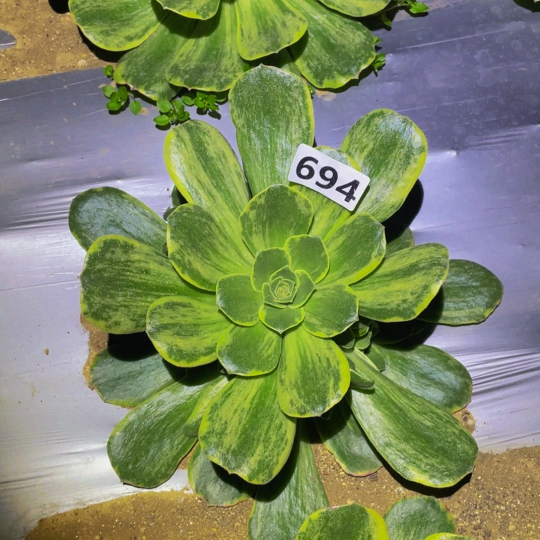 玉龙雪山多肉植物694