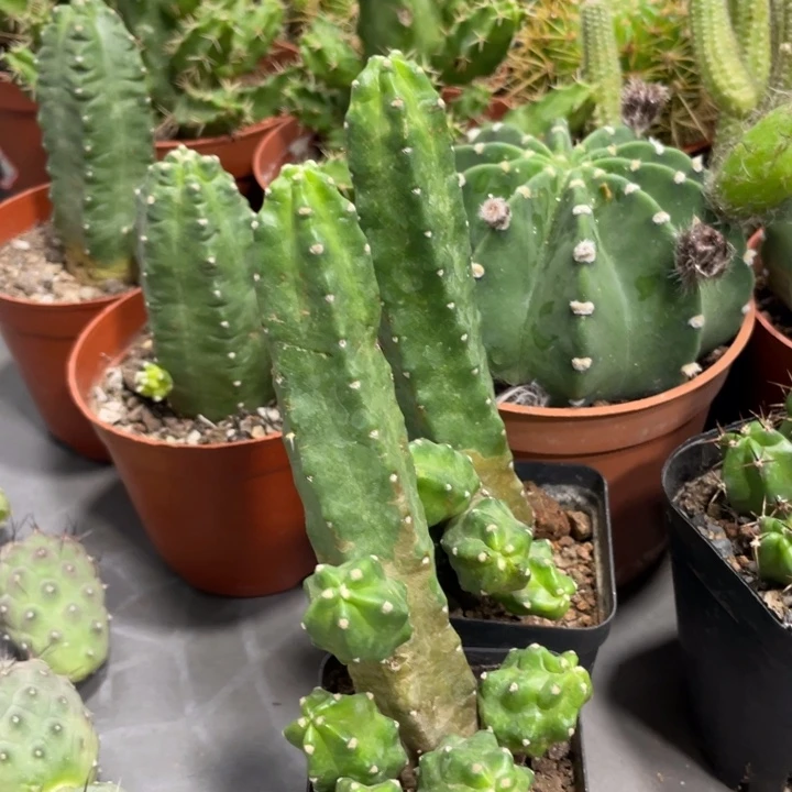 自根水仙情懒红花新品带崽