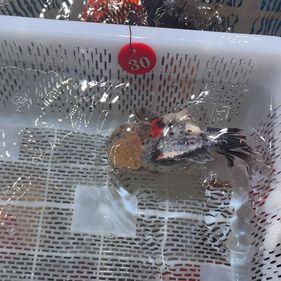 大****海水鱼你好意思么有时间过来啊