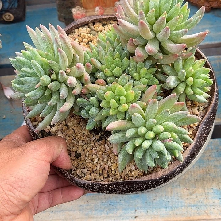 多肉植物一物一拍