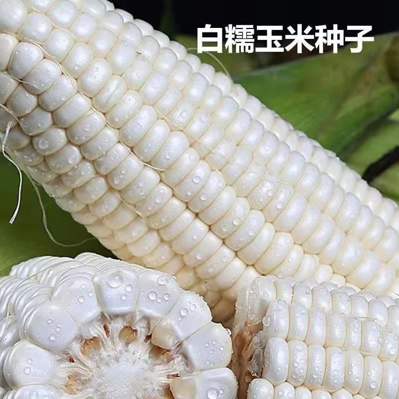 【白甜糯玉米种子】四季播白甜糯玉米种子粒粒饱满