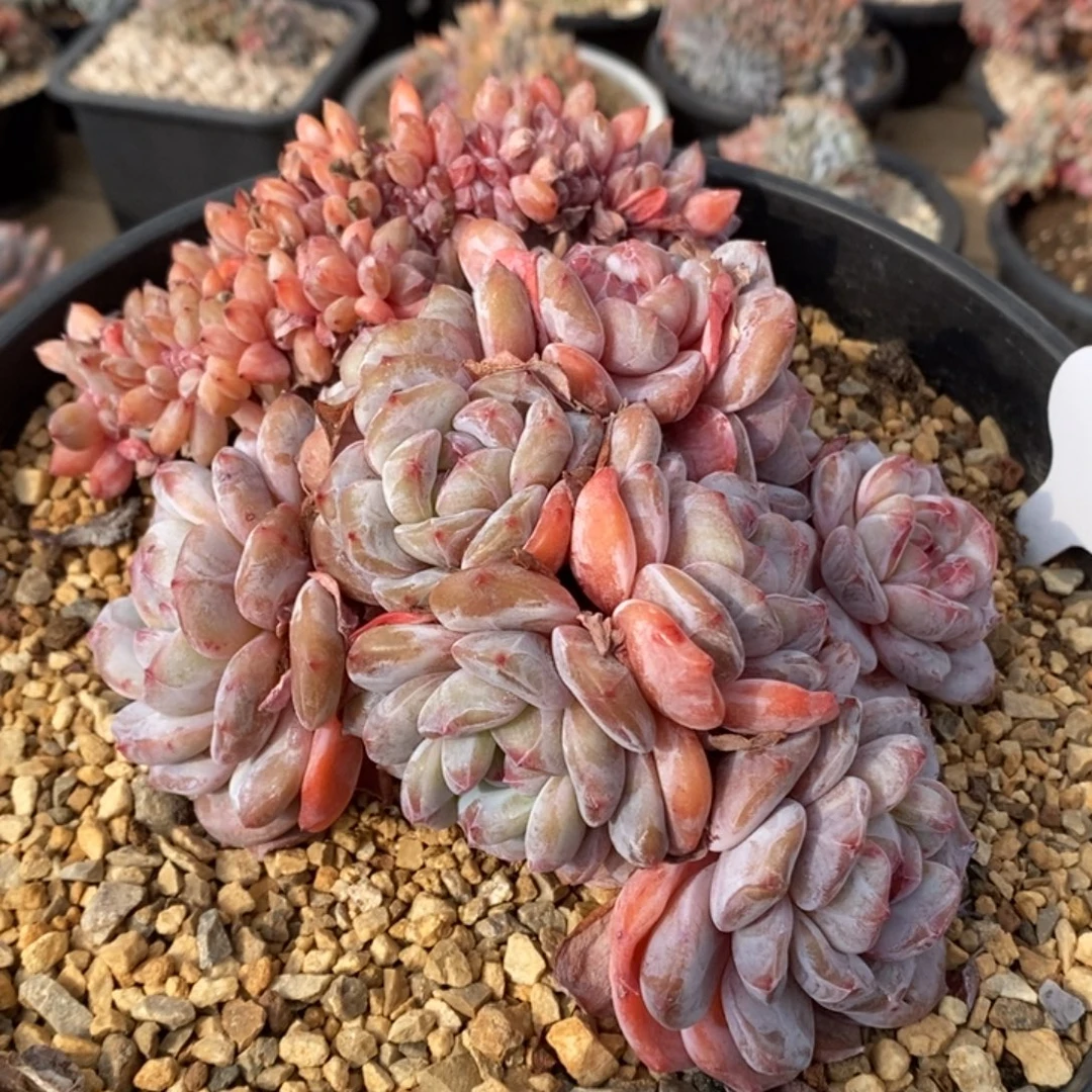 朵缀黄透粉短肥圆胖体