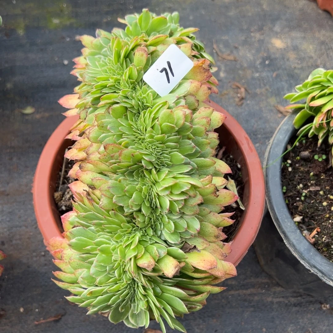 71伊丽莎白缀多肉椅子