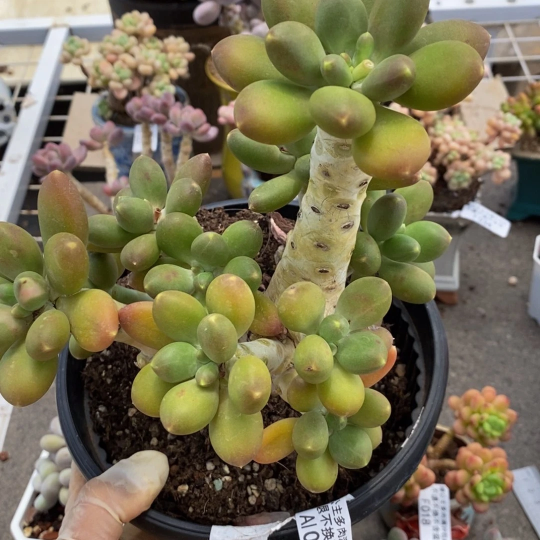 芒果奶酪038/20c m