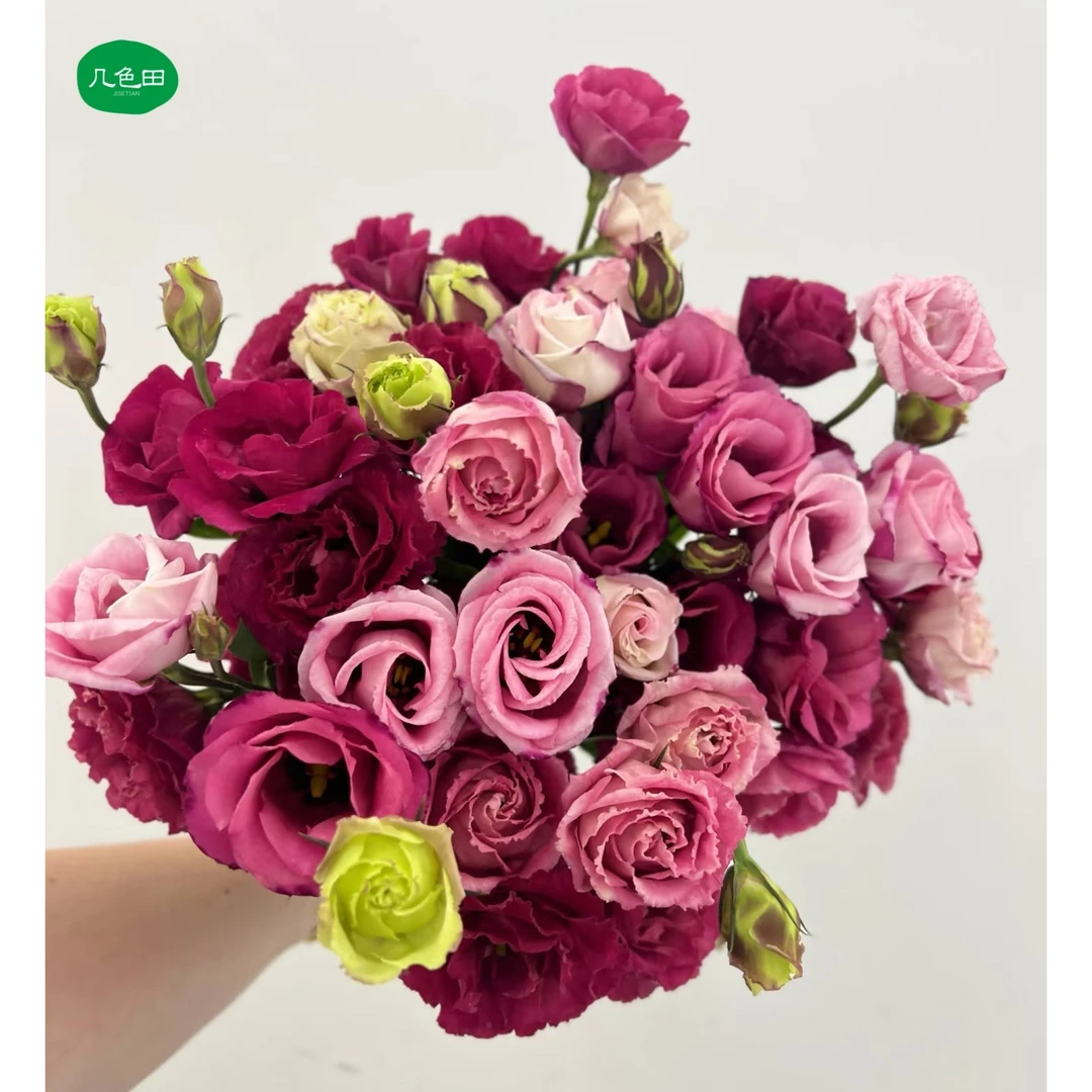 酒红洋桔梗----800g云南直发鲜花云南花插花鲜花