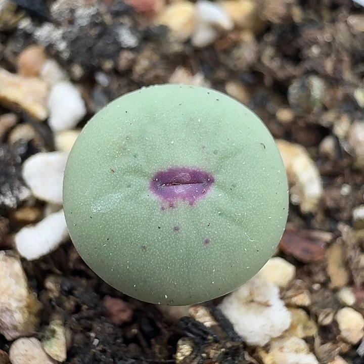 老马生石花小红嘴2505