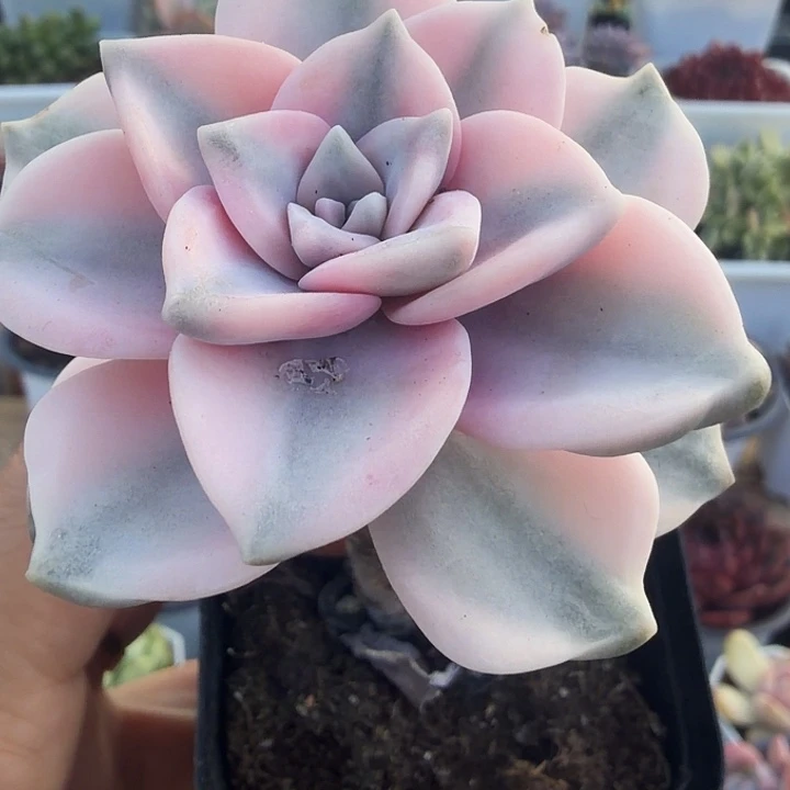 飘枝紫乐锦满12.9包邮