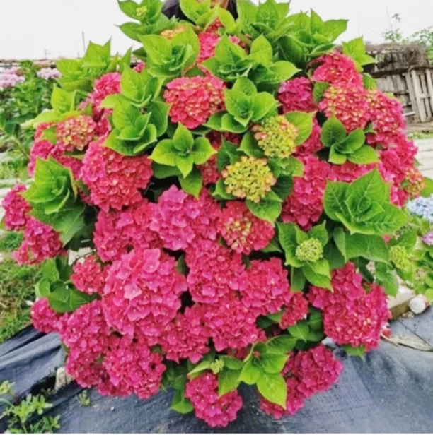 【玫红妈妈】玫瑰红-50-60个枝头起精品大盆栽原盆原土发货